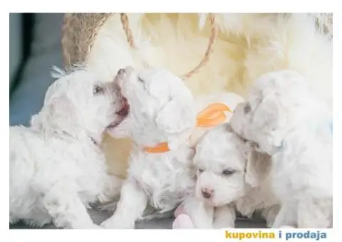 Kovrdžavi bišon štenci - 10/12