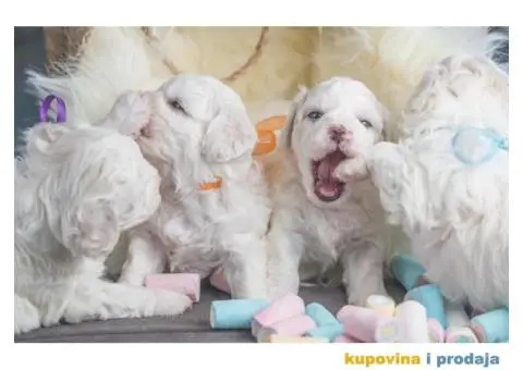 Kovrdžavi bišon štenci - 11/12