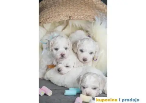 Kovrdžavi bišon štenci - 12/12