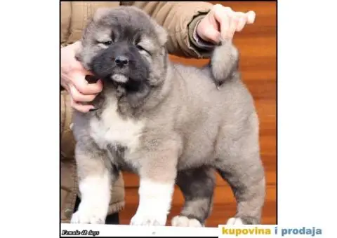 Kavkaski Ovčar TOP štenci - 1/8