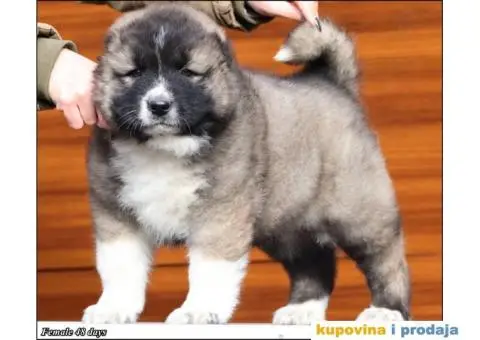 Kavkaski Ovčar TOP štenci - 2/8