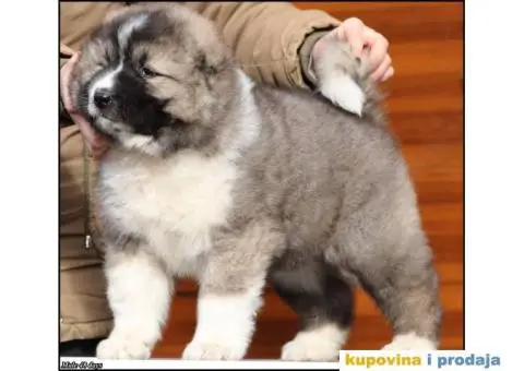 Kavkaski Ovčar TOP štenci - 3/8