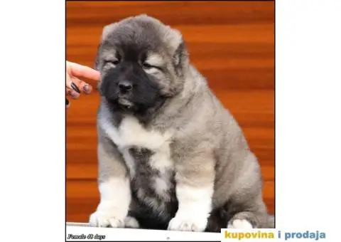 Kavkaski Ovčar TOP štenci - 4/8