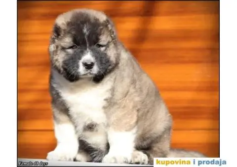 Kavkaski Ovčar TOP štenci - 5/8