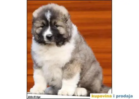 Kavkaski Ovčar TOP štenci - 6/8