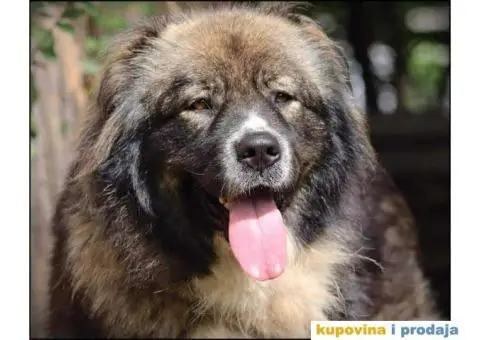 Kavkaski Ovčar TOP štenci - 7/8