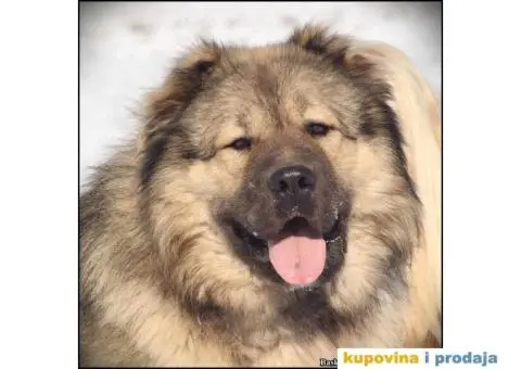 Kavkaski Ovčar TOP štenci - 8/8