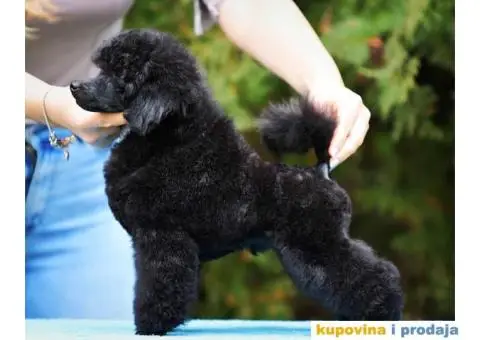 Patuljasta pudla prelepo štene - 1/4