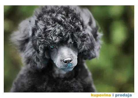 Patuljasta pudla prelepo štene - 2/4