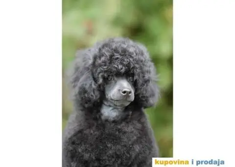 Patuljasta pudla prelepo štene - 3/4