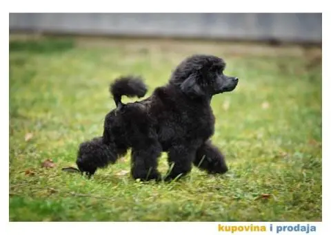 Patuljasta pudla prelepo štene - 4/4