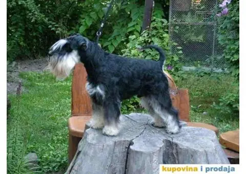 su izuzetno lepi sa ostrom dlakom i temperamentom  Imre Bus, Backa Topola  Tel: +381(0)638665486 - 1/8