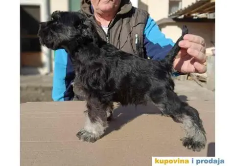 su izuzetno lepi sa ostrom dlakom i temperamentom  Imre Bus, Backa Topola  Tel: +381(0)638665486 - 2/8