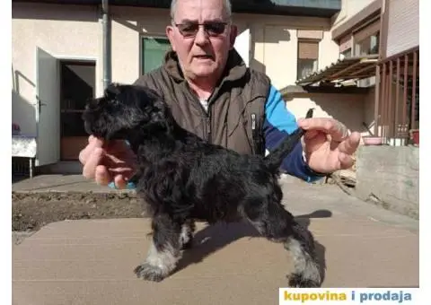 su izuzetno lepi sa ostrom dlakom i temperamentom  Imre Bus, Backa Topola  Tel: +381(0)638665486 - 3/8