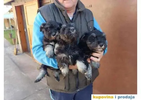 su izuzetno lepi sa ostrom dlakom i temperamentom  Imre Bus, Backa Topola  Tel: +381(0)638665486 - 4/8