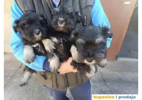 su izuzetno lepi sa ostrom dlakom i temperamentom  Imre Bus, Backa Topola  Tel: +381(0)638665486 - 5/8