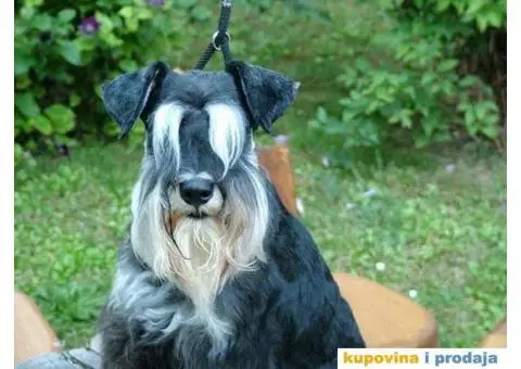 su izuzetno lepi sa ostrom dlakom i temperamentom  Imre Bus, Backa Topola  Tel: +381(0)638665486 - 6/8