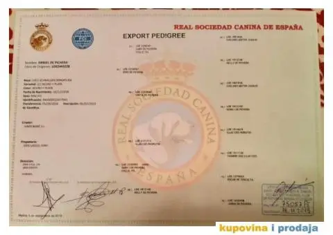 su izuzetno lepi sa ostrom dlakom i temperamentom  Imre Bus, Backa Topola  Tel: +381(0)638665486 - 7/8