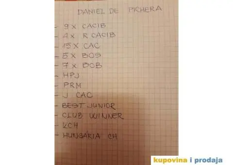 su izuzetno lepi sa ostrom dlakom i temperamentom  Imre Bus, Backa Topola  Tel: +381(0)638665486 - 8/8