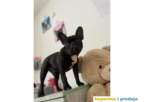 Francuski buldog - 1/3