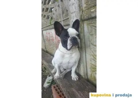 Francuski buldog - 1/3