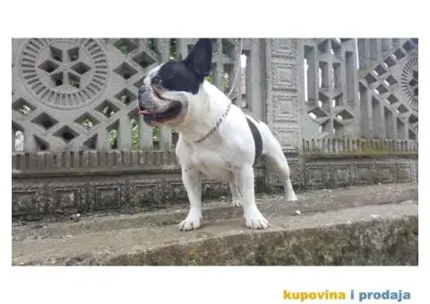 Francuski buldog - 2/3