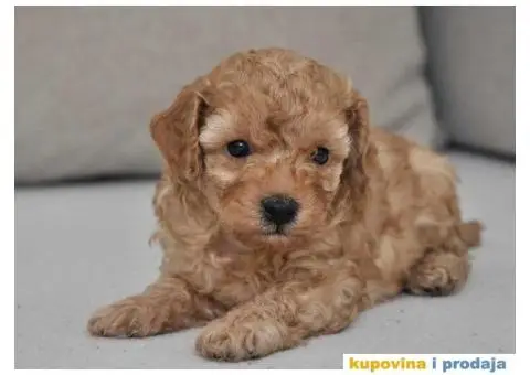 Patuljasta Pudla TOP štenci - 1/9