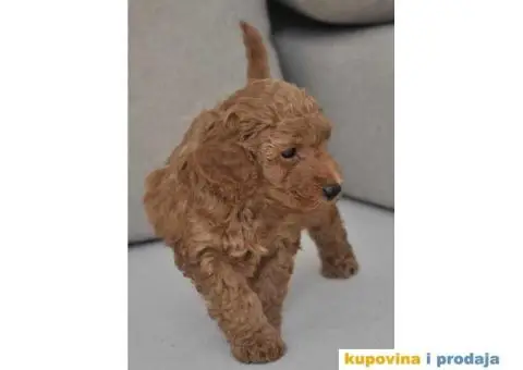 Patuljasta Pudla TOP štenci - 2/9