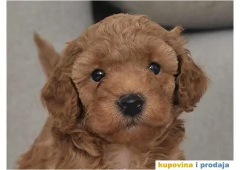 Patuljasta Pudla TOP štenci - 3/9