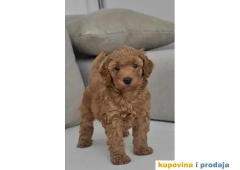 Patuljasta Pudla TOP štenci - 4/9