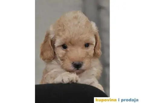 Patuljasta Pudla TOP štenci - 5/9