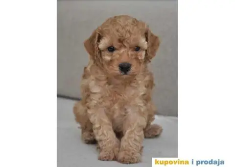 Patuljasta Pudla TOP štenci - 6/9