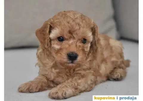 Patuljasta Pudla TOP štenci - 7/9