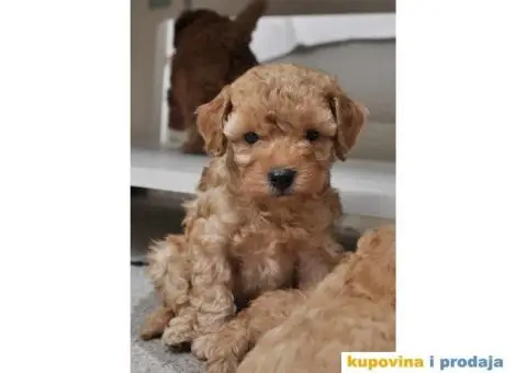 Patuljasta Pudla TOP štenci - 8/9