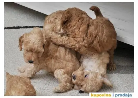 Patuljasta Pudla TOP štenci - 9/9