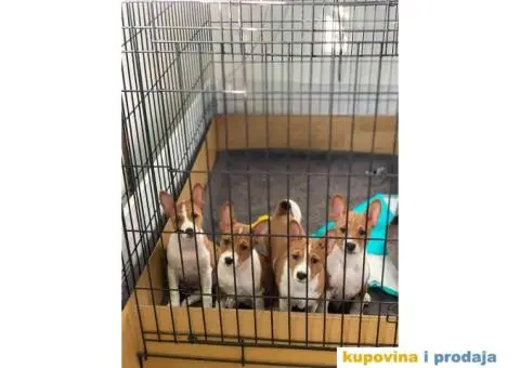 BASENJI štenci, na prodaju - 1/8
