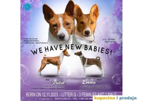 BASENJI štenci, na prodaju - 2/8