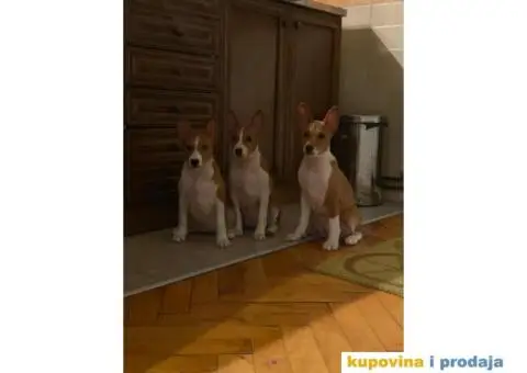 BASENJI štenci, na prodaju - 3/8