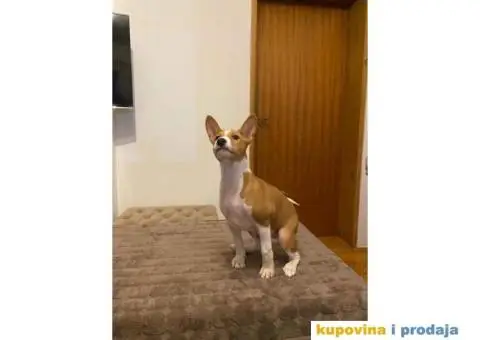 BASENJI štenci, na prodaju - 4/8