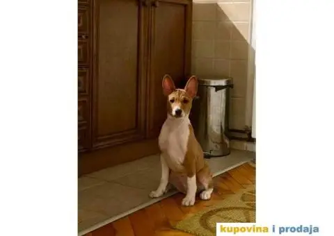 BASENJI štenci, na prodaju - 5/8
