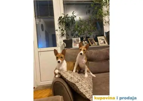 BASENJI štenci, na prodaju - 6/8
