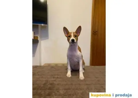 BASENJI štenci, na prodaju - 7/8