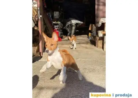 BASENJI štenci, na prodaju - 8/8