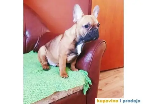 Francuski Buldog - 2/7