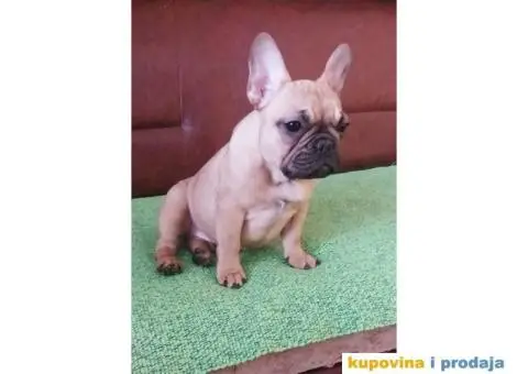 Francuski Buldog - 3/7