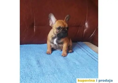 Francuski Buldog - 4/7