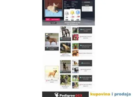 Francuski Buldog - 7/7