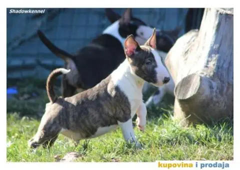 Mini Bull Terijer štenci - 1/13