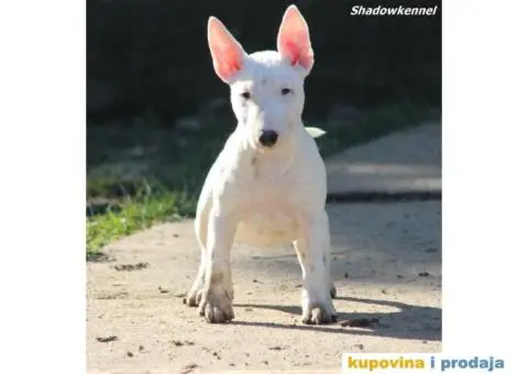 Mini Bull Terijer štenci - 2/13