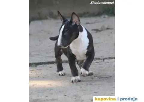 Mini Bull Terijer štenci - 3/13